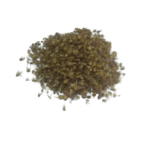 Cenchrus African Foxtail Seeds from Cenchrus ciliaris /buffel grass/African foxtail