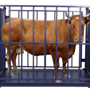Cattle Weighing Scale from Cattle