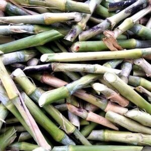 Juncao Super Napier Pakchong Cuttings Kenya from Seeds
