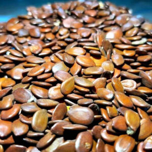 Leucaena Seeds from Leucaena