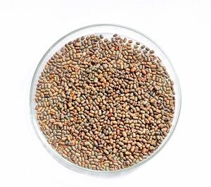Sesbania Sesban Seeds from Seeds
